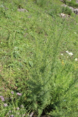 Artemisia chamaemelifolia