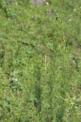 Artemisia chamaemelifolia