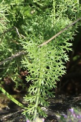 Artemisia chamaemelifolia
