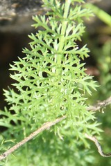 Artemisia chamaemelifolia