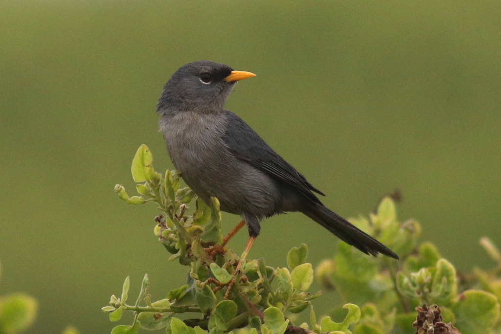 Slender-billed Finch photo