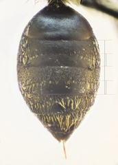 Andrena minutula