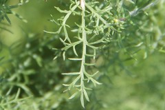 Artemisia chamaemelifolia