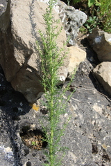 Artemisia chamaemelifolia