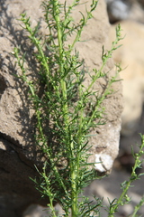 Artemisia chamaemelifolia