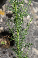 Artemisia chamaemelifolia