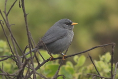 Xenospingus concolor