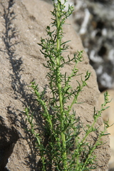 Artemisia chamaemelifolia