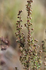 Artemisia chamaemelifolia