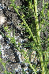 Artemisia chamaemelifolia