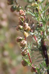 Artemisia chamaemelifolia