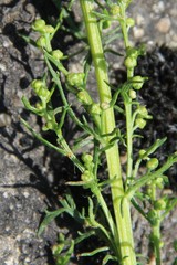 Artemisia chamaemelifolia