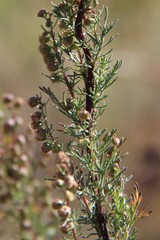 Artemisia chamaemelifolia