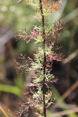 Artemisia chamaemelifolia