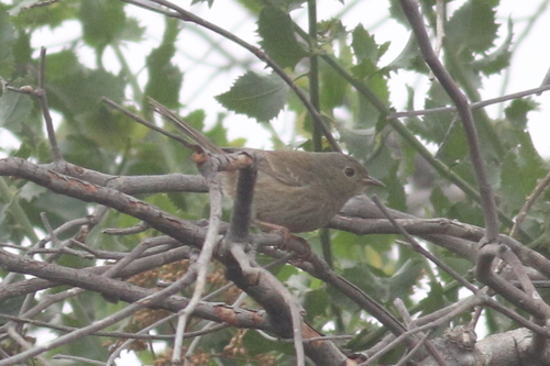 Slender-billed Finch (Xenospingus concolor), photo 6