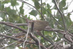 Xenospingus concolor