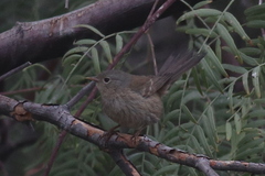 Xenospingus concolor