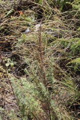 Artemisia chamaemelifolia