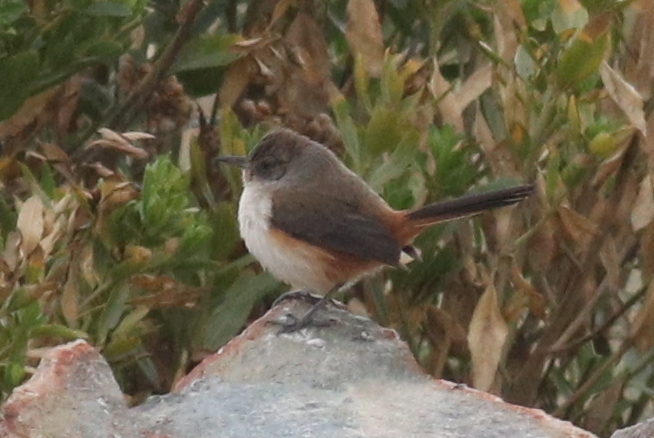 Creamy-breasted Canastero (Dark-winged)