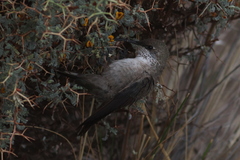 Oreotrochilus estella