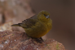 Sicalis olivascens
