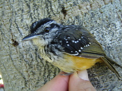 Hypocnemis peruviana