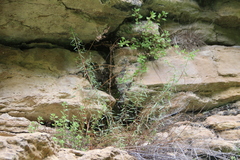 Artemisia daghestanica