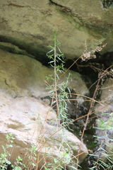Artemisia daghestanica