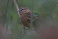 Myiophobus rufescens