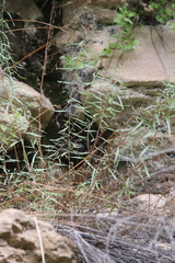Artemisia daghestanica