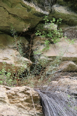 Artemisia daghestanica