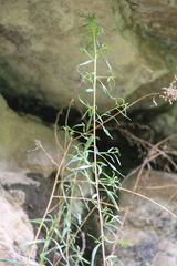 Artemisia daghestanica