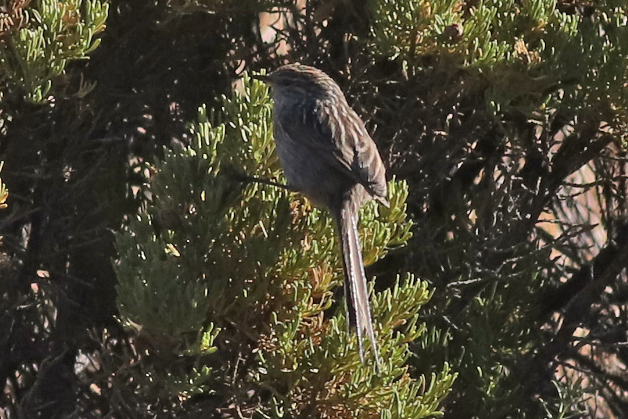 Streak-backed Tit-Spinetail (Leptasthenura striata), photo 9