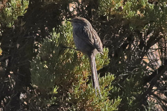Leptasthenura striata