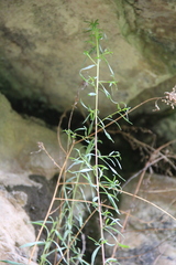 Artemisia daghestanica