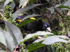 Cacicus chrysonotus