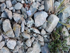 Veronica lilliputiana