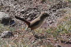 Asthenes dorbignyi arequipae