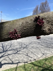 Cercis canadensis