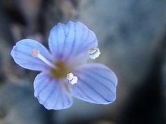 Veronica lilliputiana
