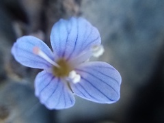 Veronica lilliputiana