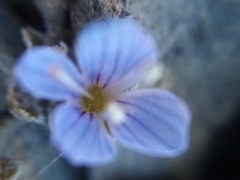 Veronica lilliputiana