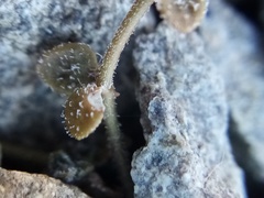 Veronica lilliputiana