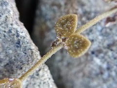 Veronica lilliputiana