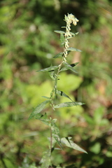 Artemisia integrifolia