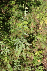 Artemisia integrifolia