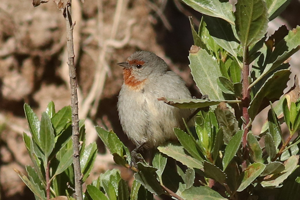 Tamarugo Conebill photo