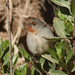 Tamarugo Conebill - Photo (c) Jan Ebr, some rights reserved (CC BY), uploaded by Jan Ebr