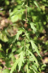 Artemisia integrifolia