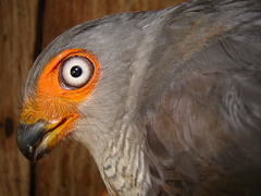 Micrastur gilvicollis